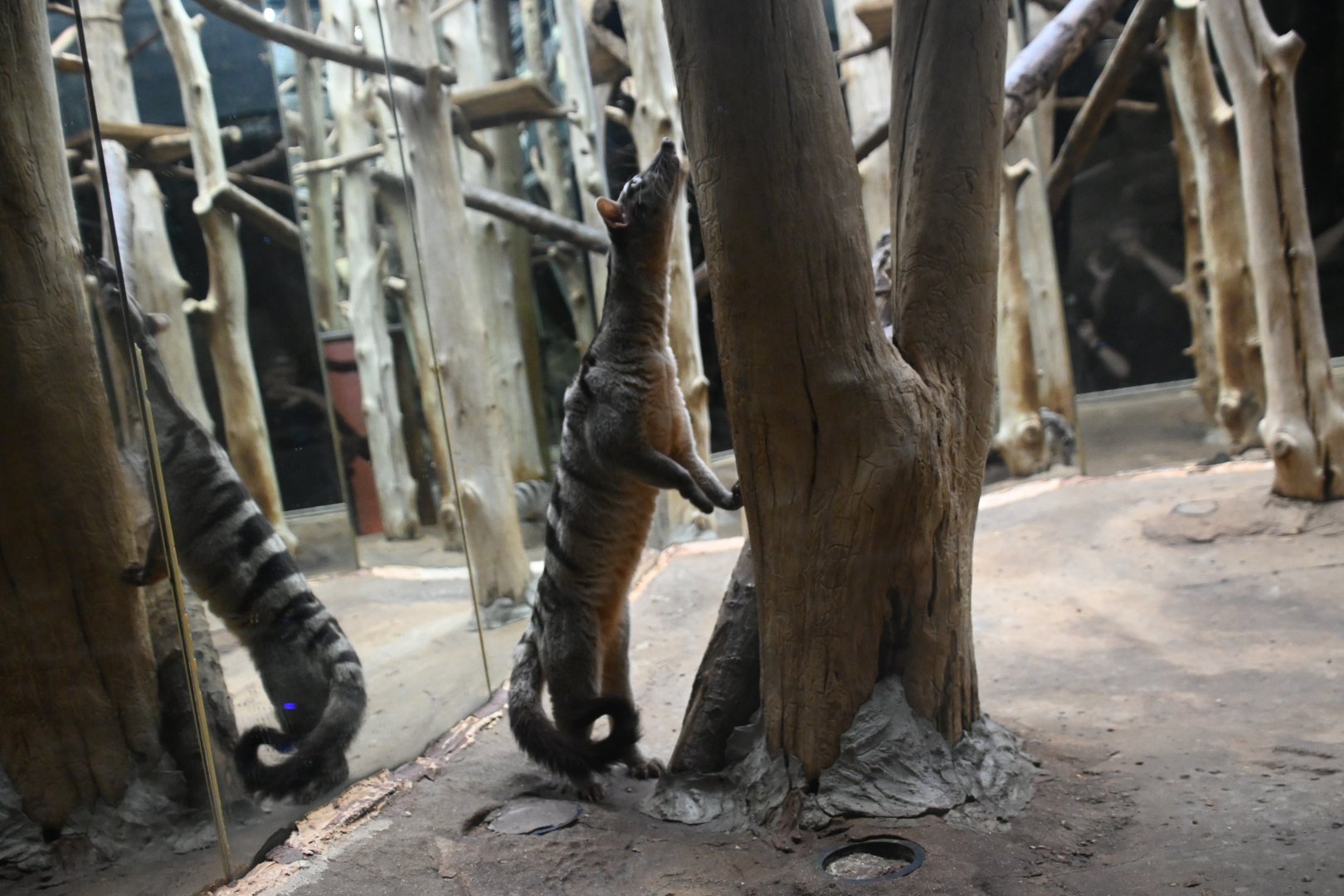 Banded palm civet (Hemigalus derbyanus)