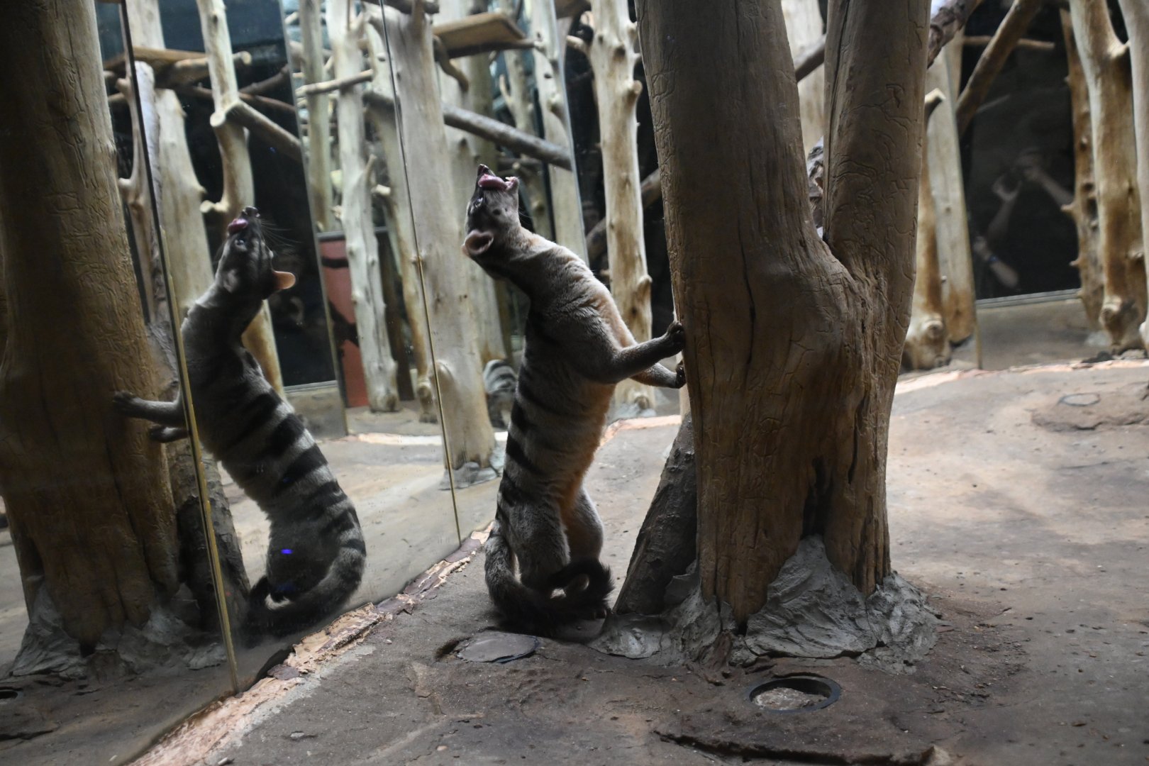 Banded palm civet (Hemigalus derbyanus)