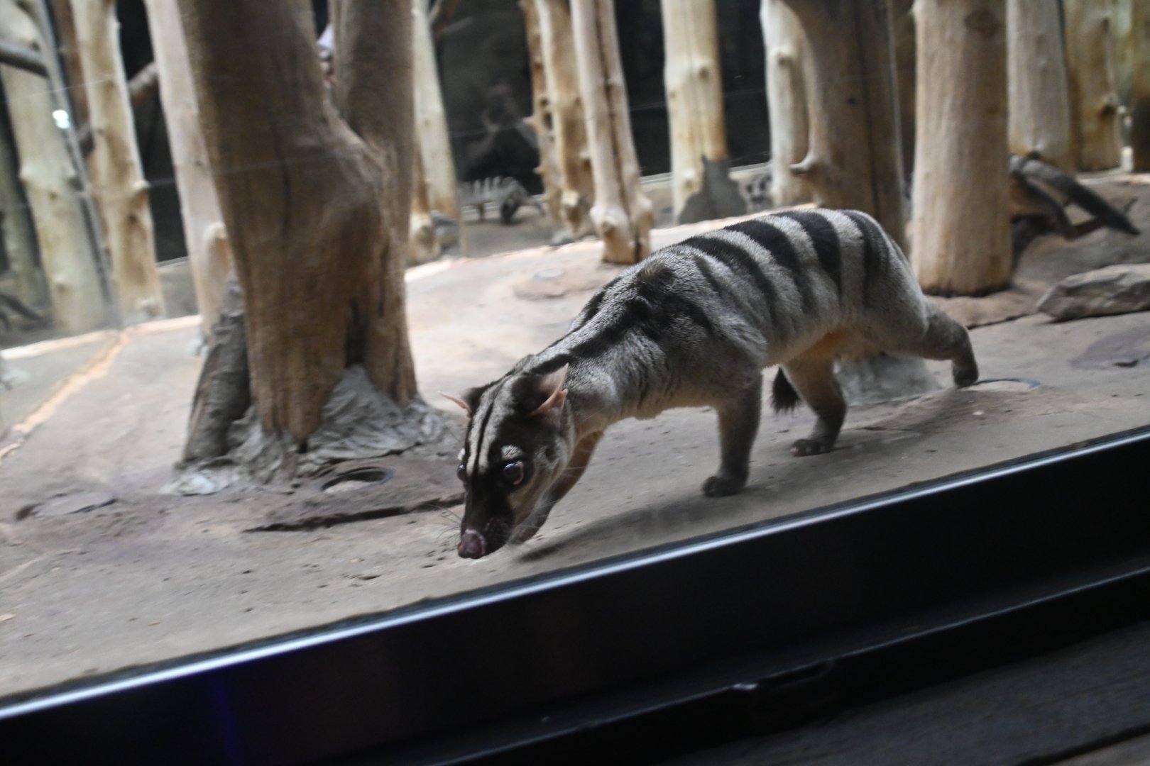 Banded palm civet (Hemigalus derbyanus)