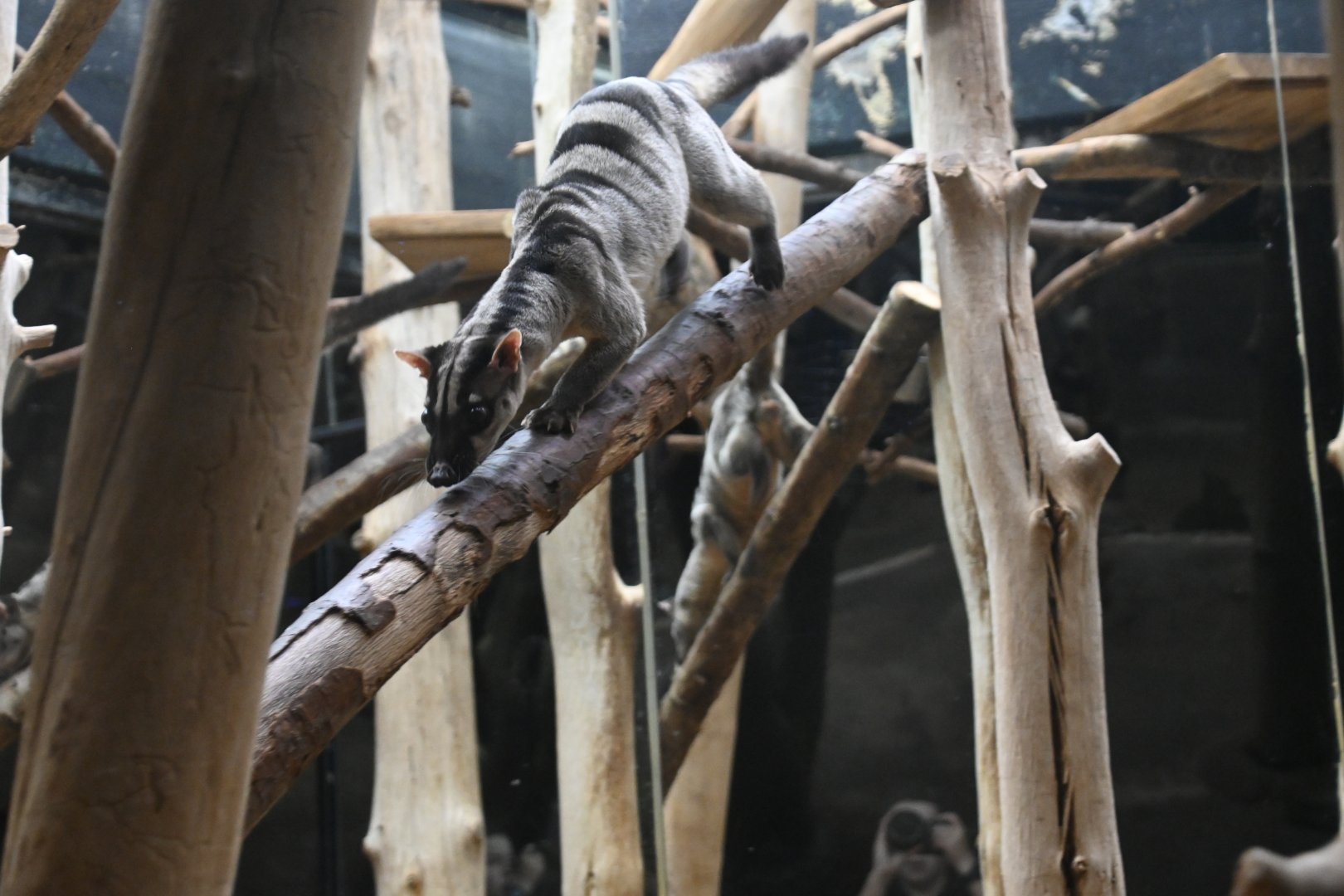 Banded palm civet (Hemigalus derbyanus)