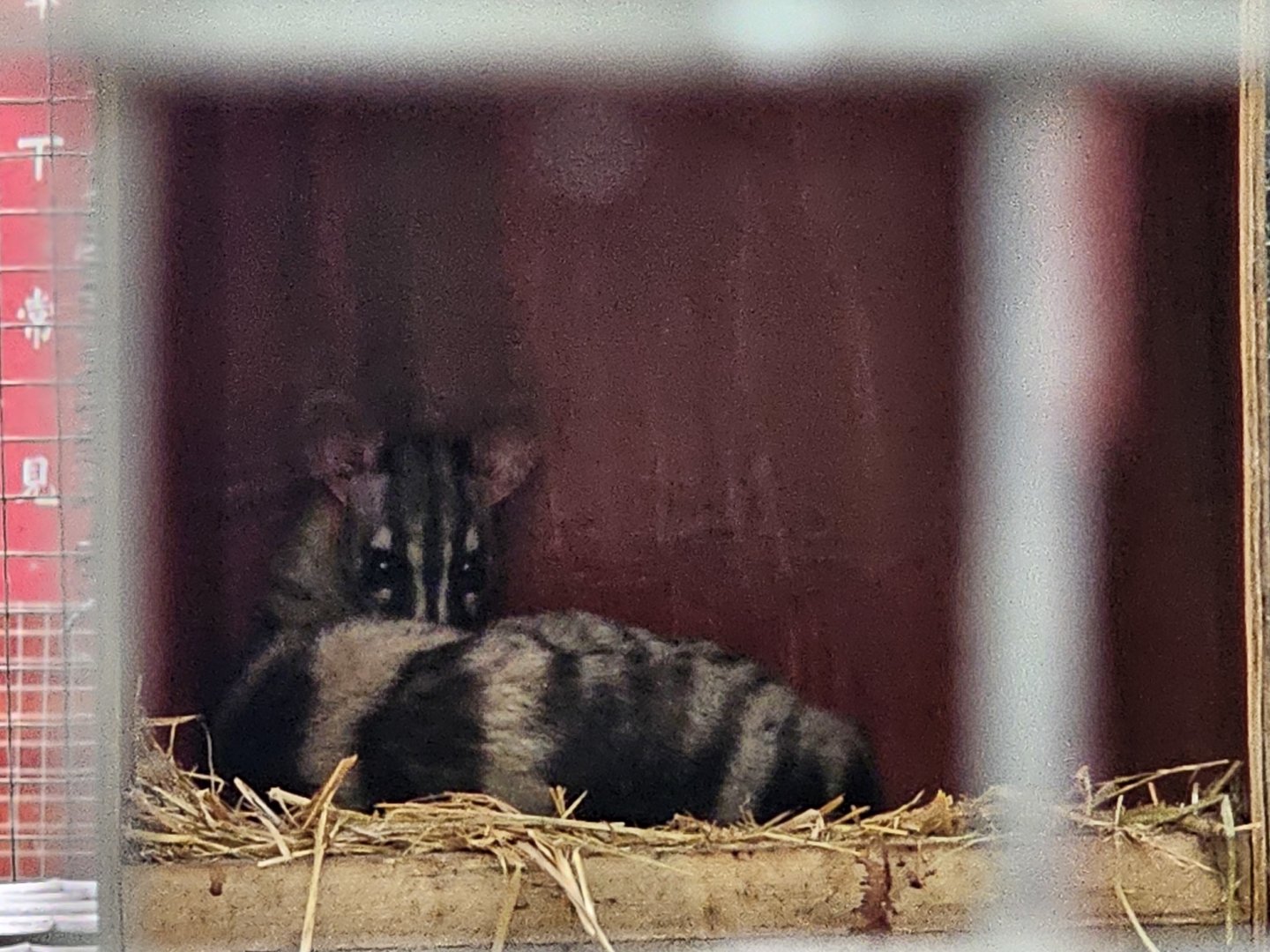Banded palm civet (Hemigalus derbyanus)