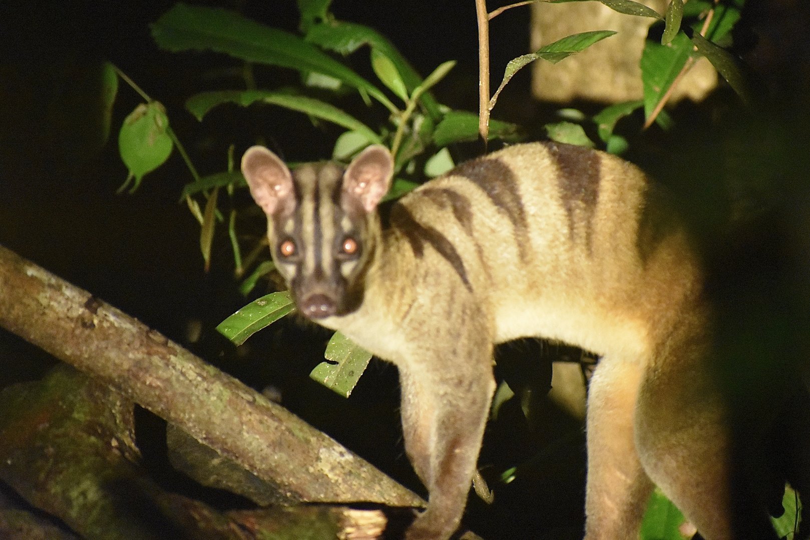 Banded palm civet - (Kinabatangan, Sabah)