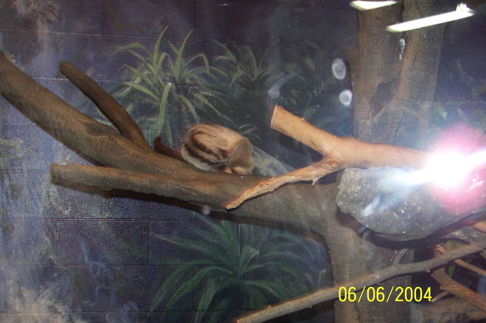 Banded Palm Civet ~ Outback Roadhouse