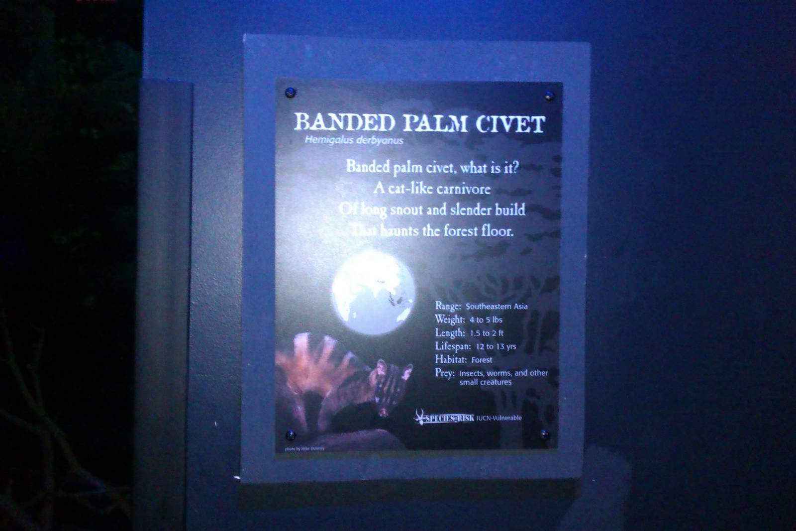 Banded palm civet sign at cincinnati zoo in Night Hunters