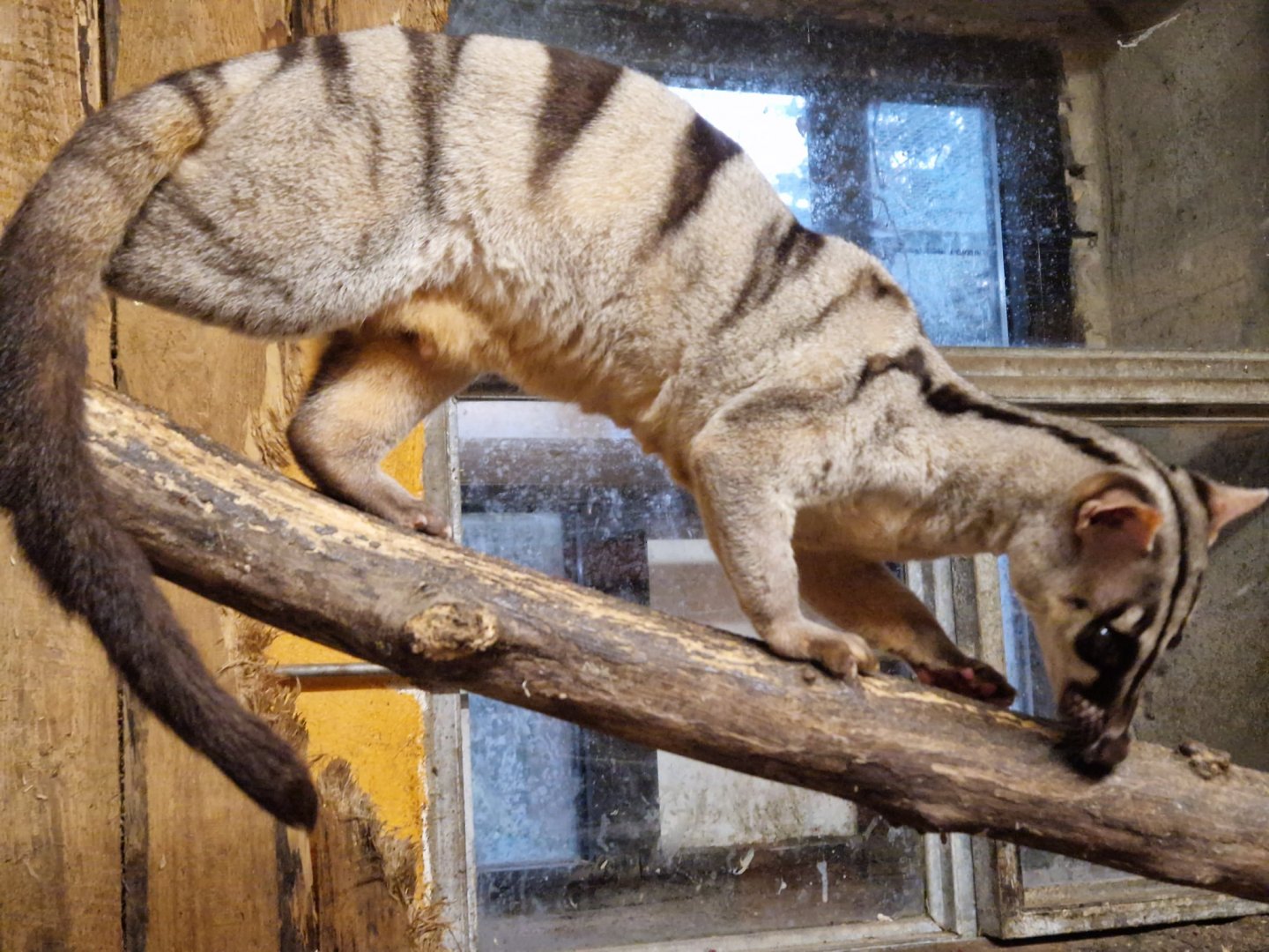 Banded Palm Civet, Wildkatzenzentrum Felidae