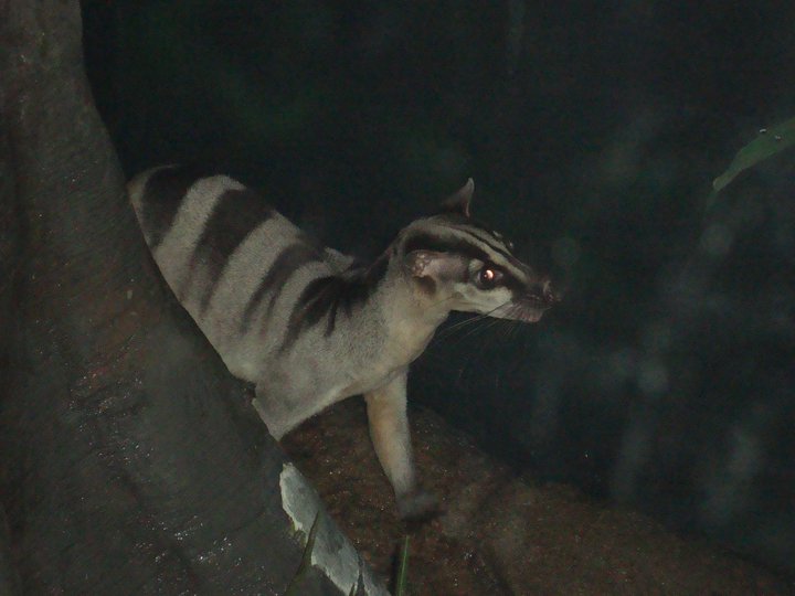 Banded Palm Civet