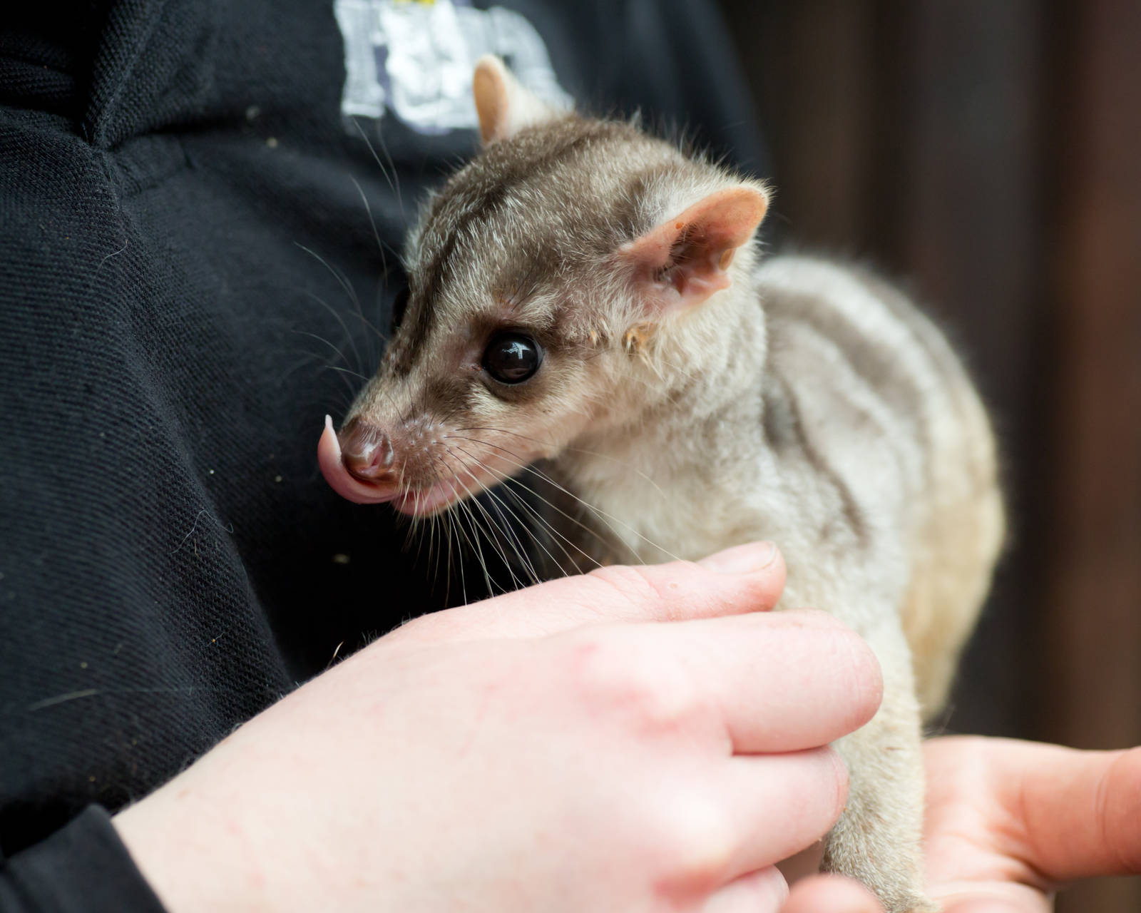 Banded Palm Civet