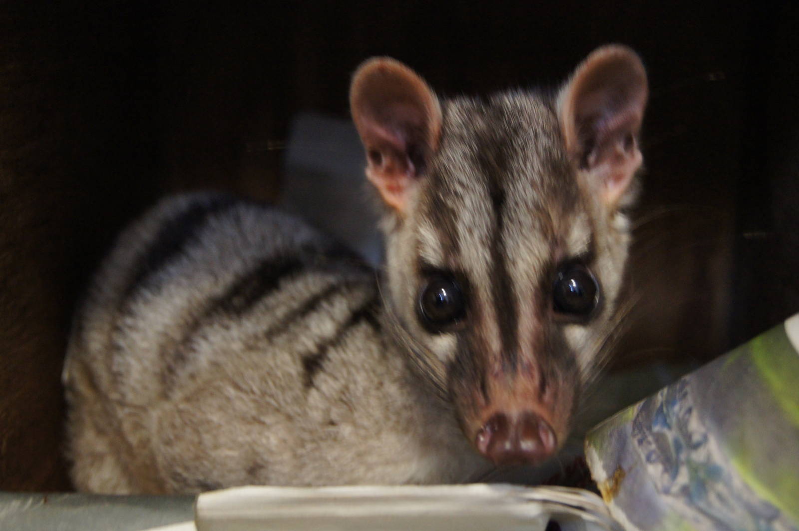 Banded palm civet