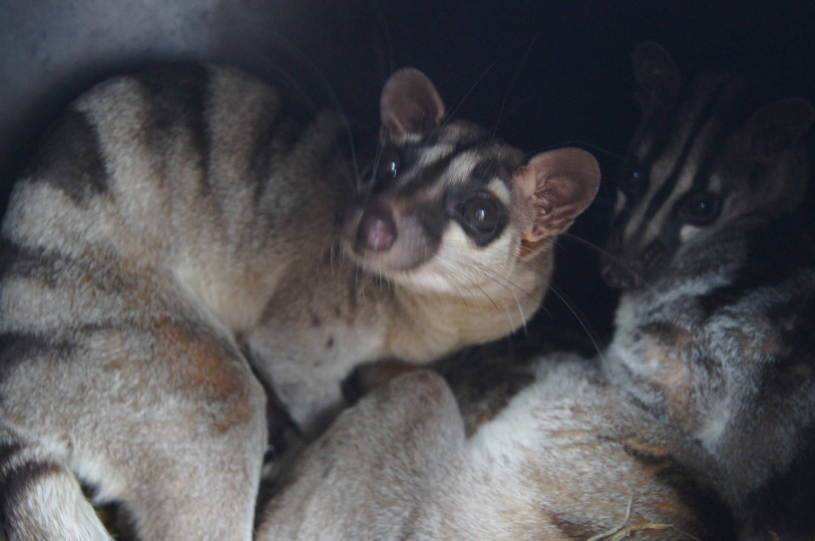 Banded palm civet