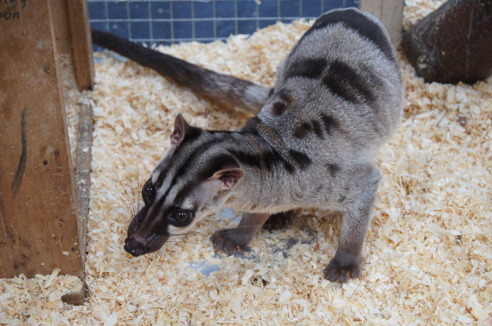 Banded palm civet