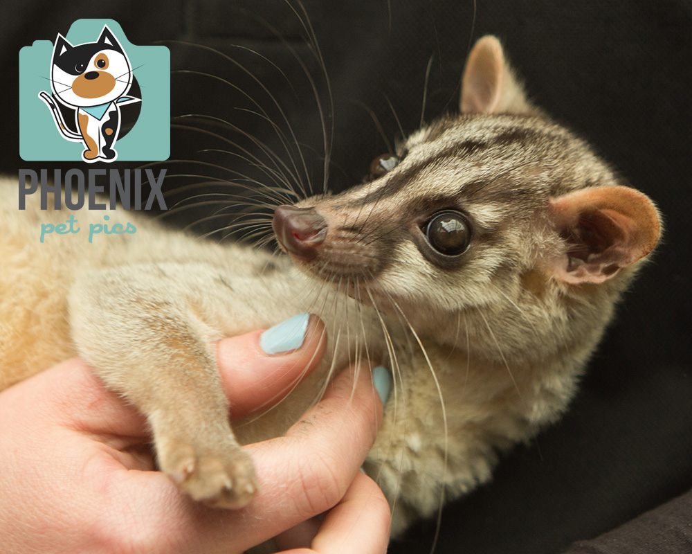 Banded Palm Civet