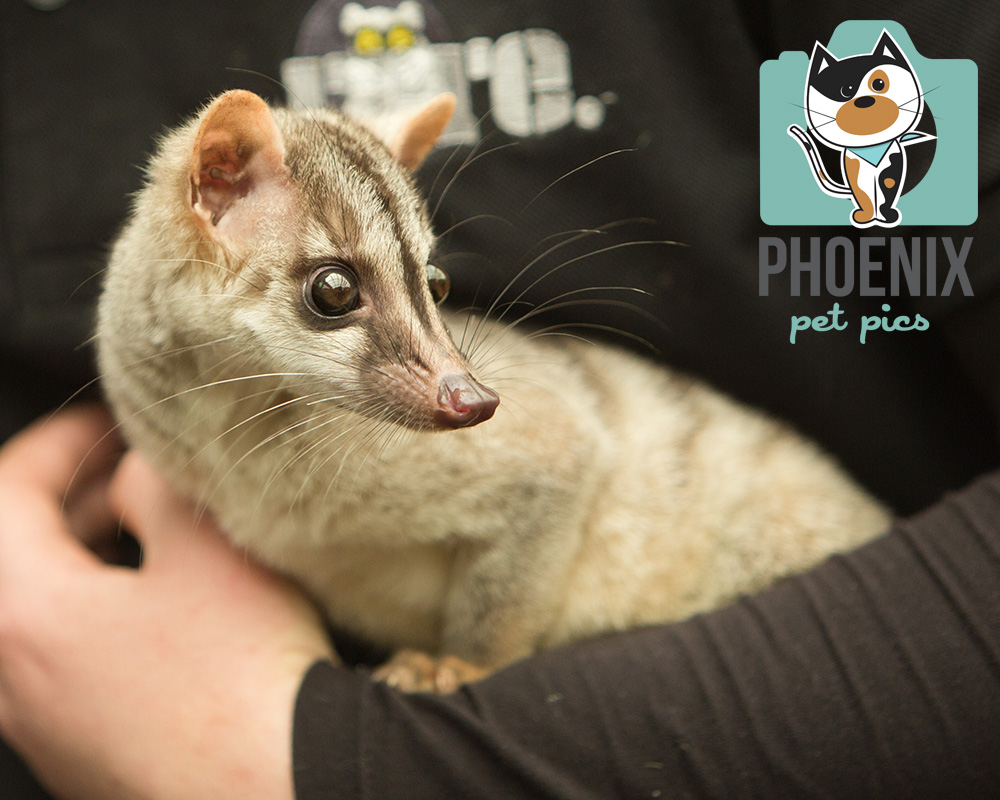 Banded Palm Civet