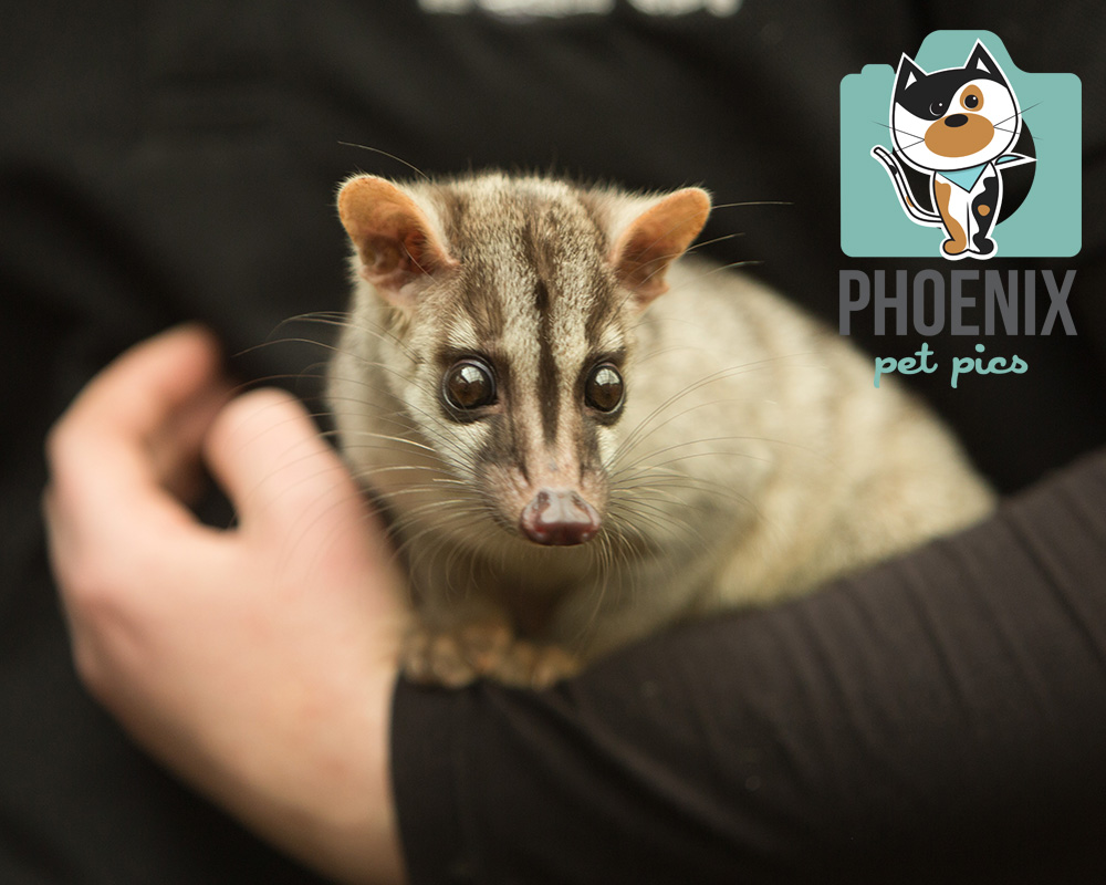 Banded Palm Civet