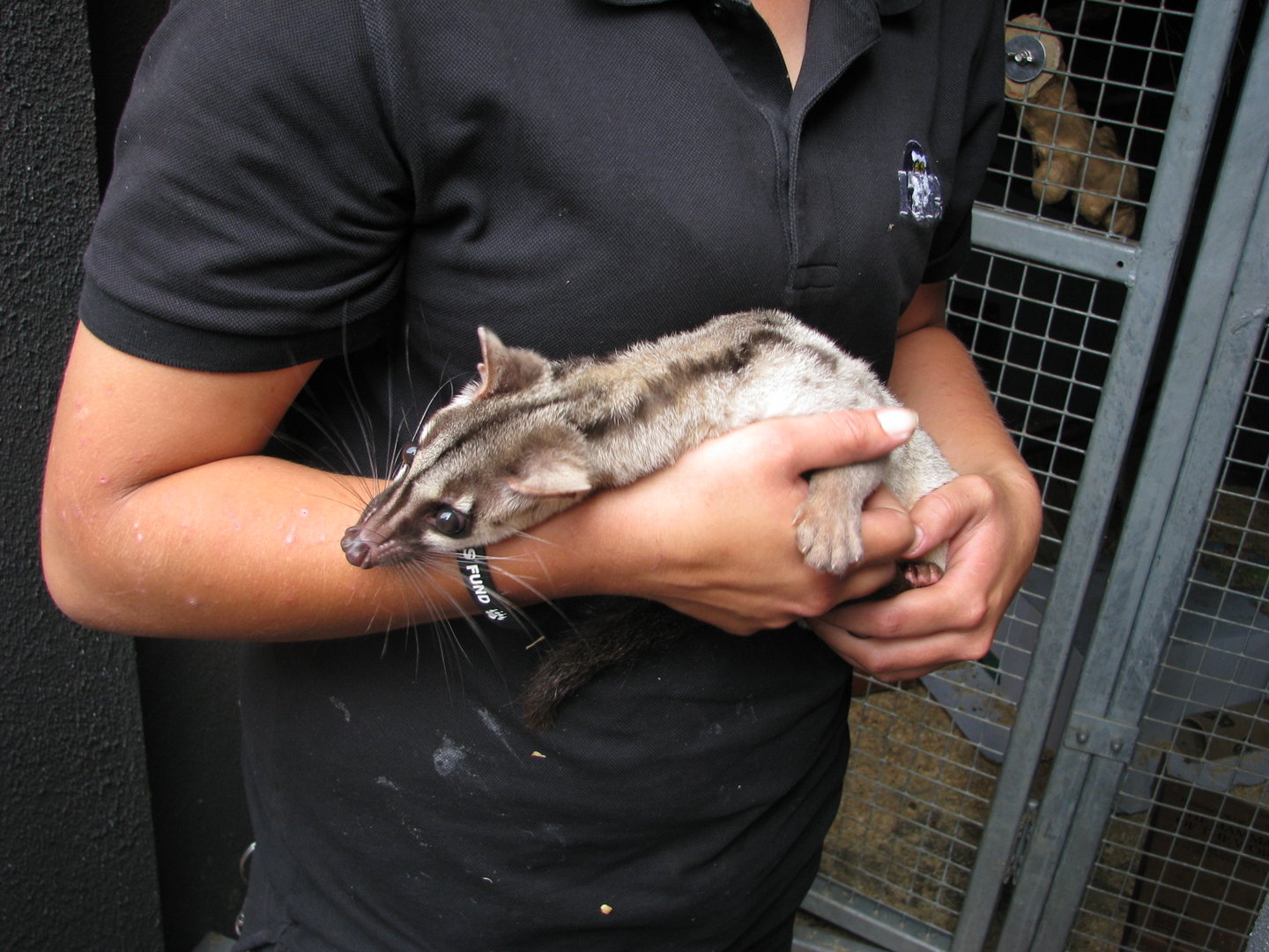 Banded palm civet