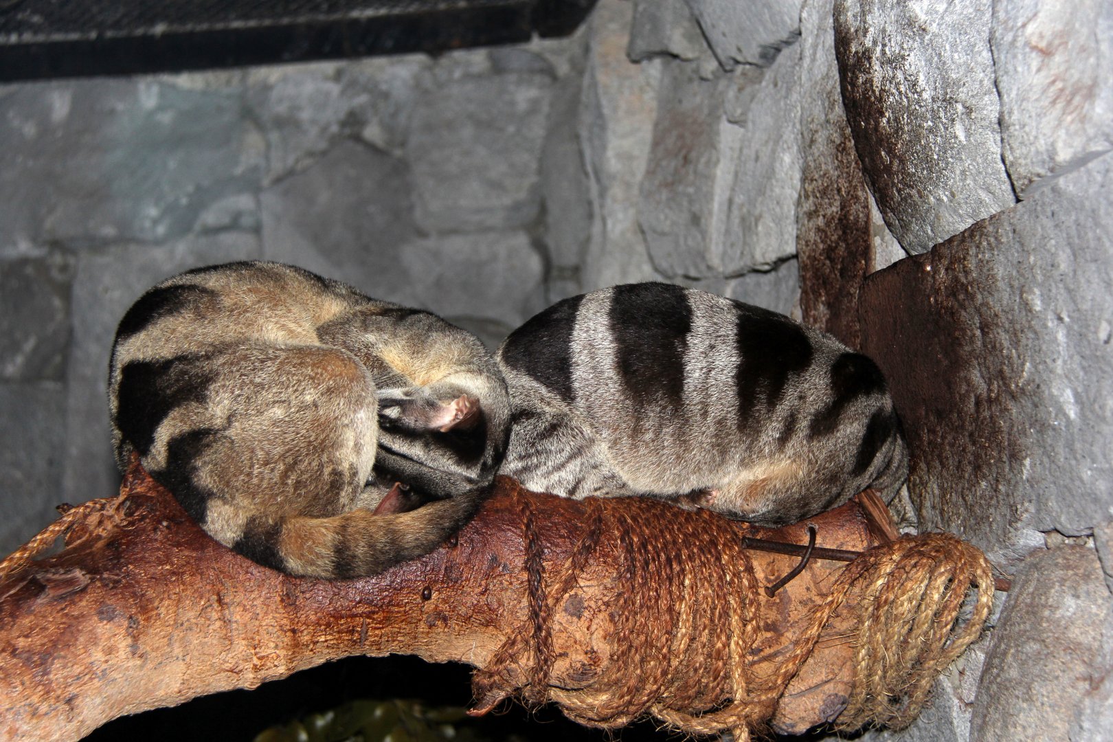 banded palm civets (Hemigalus derbyanus)