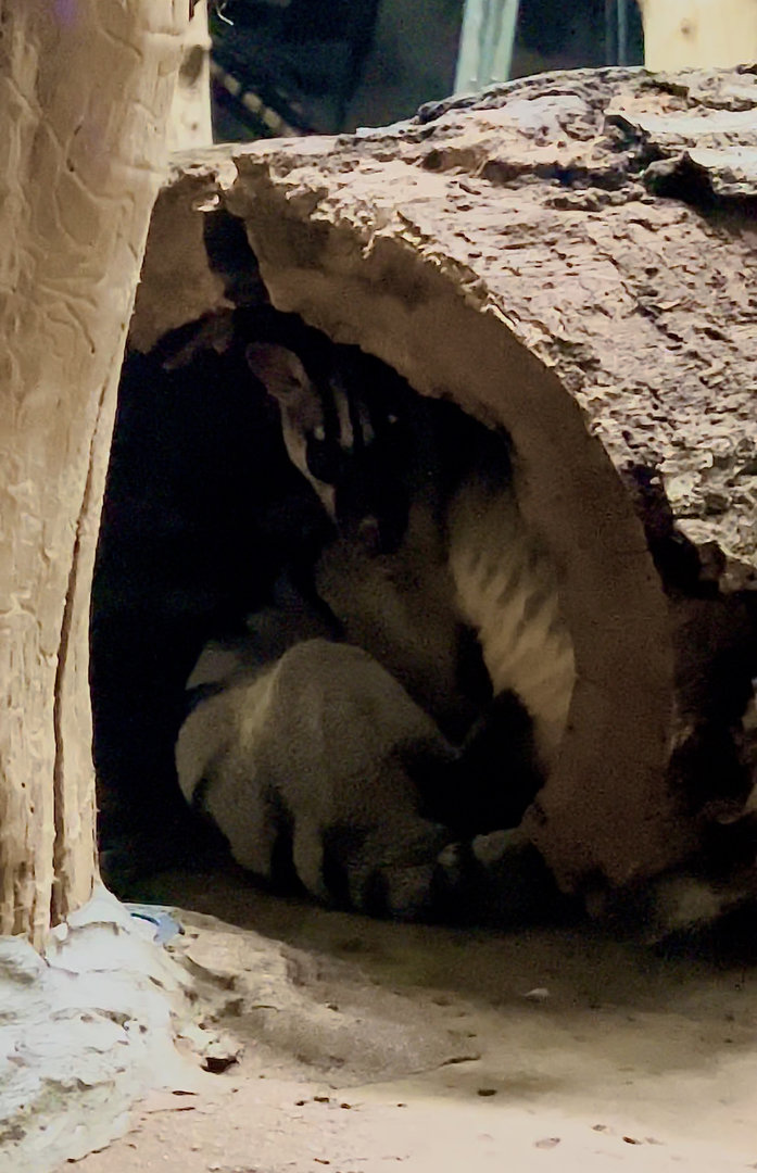 Banded palm civets hiding from a monster