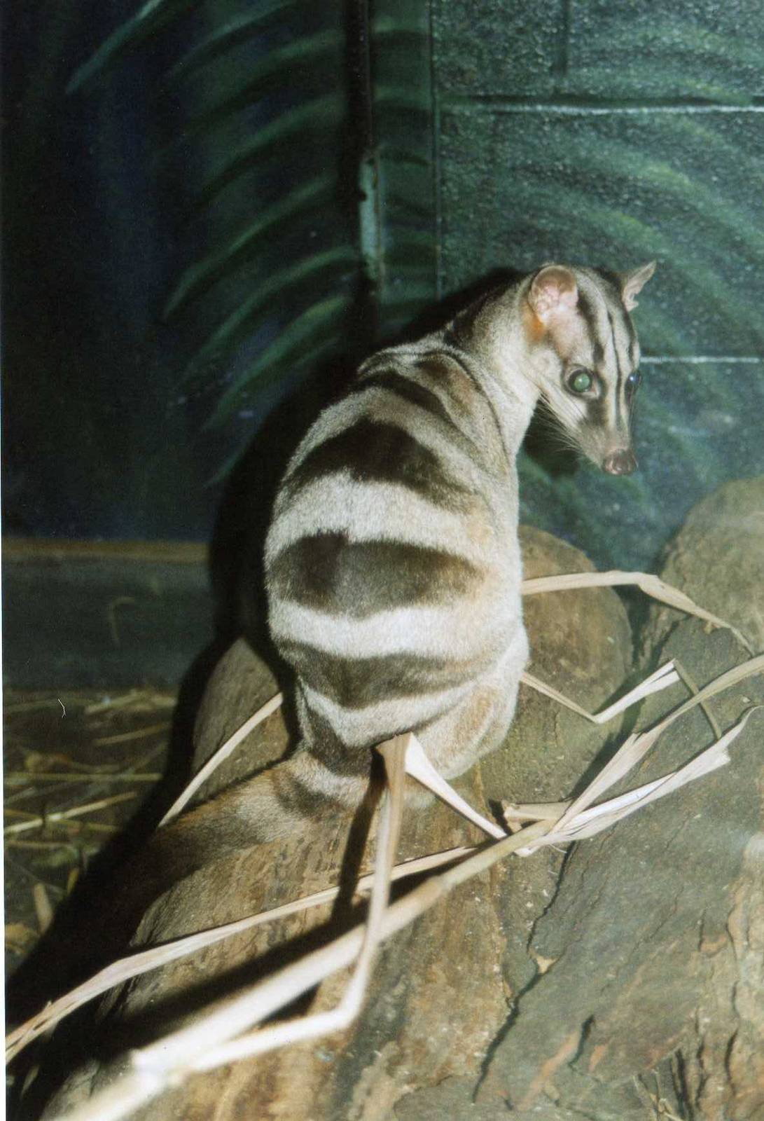 Banded Palm Civit Cleveland Zoo