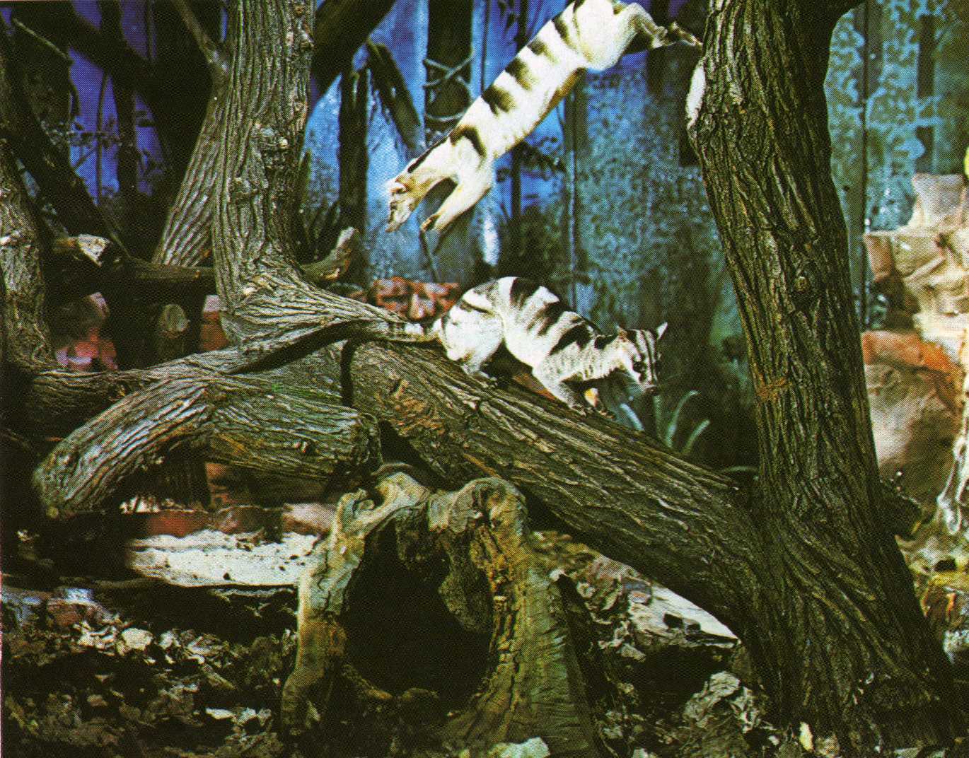 Banded Palm civits in the nocturnal house