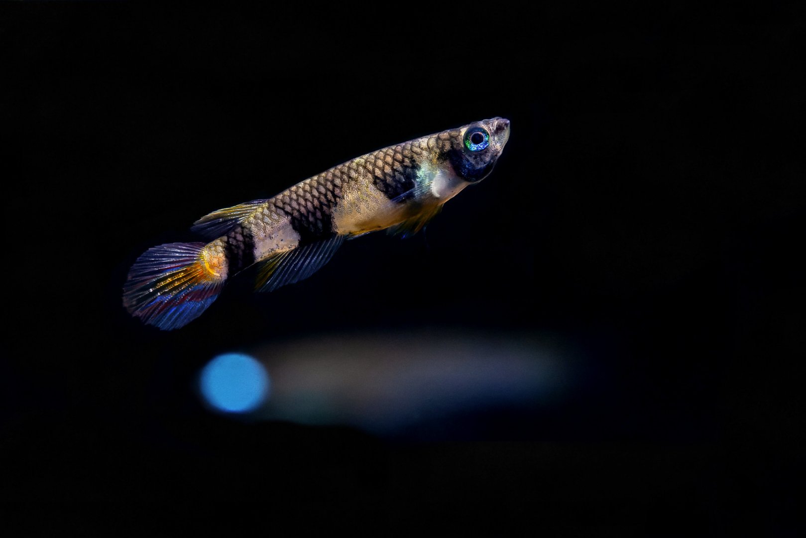 Banded Panchax (Epiplatys annulatus) & Lampeye panchax (Poropanchax luxophthalmus)