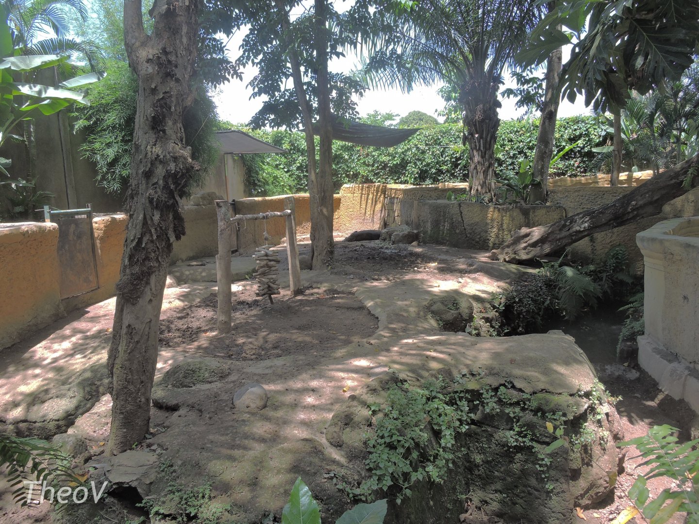 Banded pig exhibit [2016]