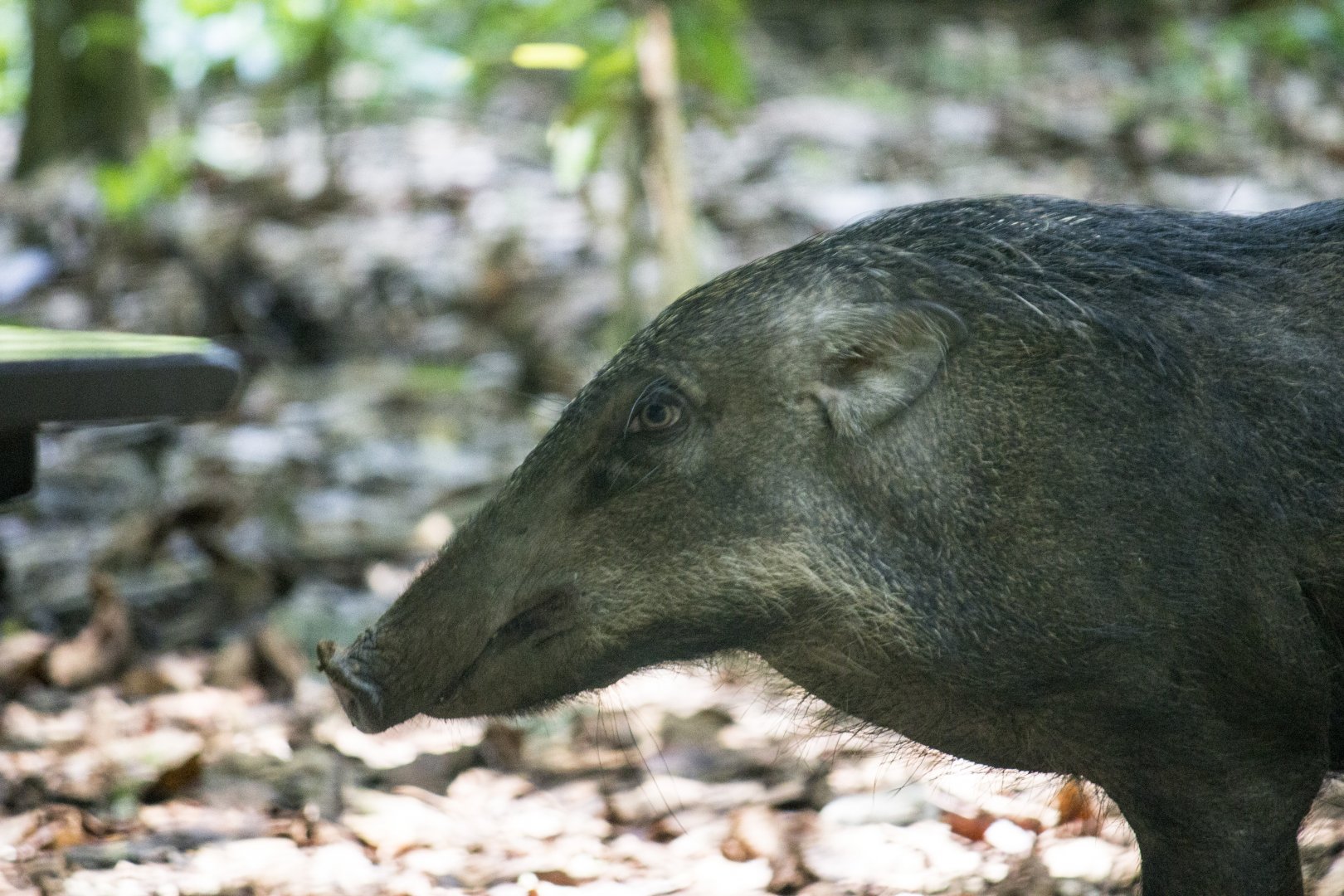 Banded pig, Sus scrofa vittatus