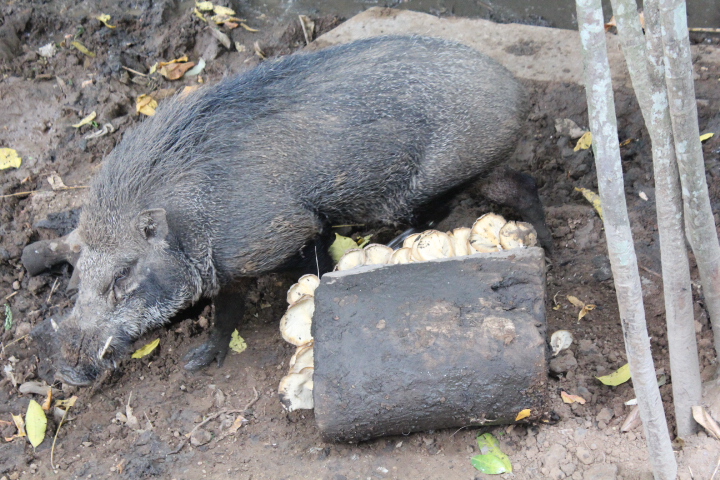 Banded pig (Sus scrofa vittatus)
