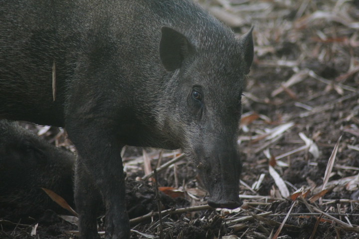 Banded pig (Sus scrofa vittatus)