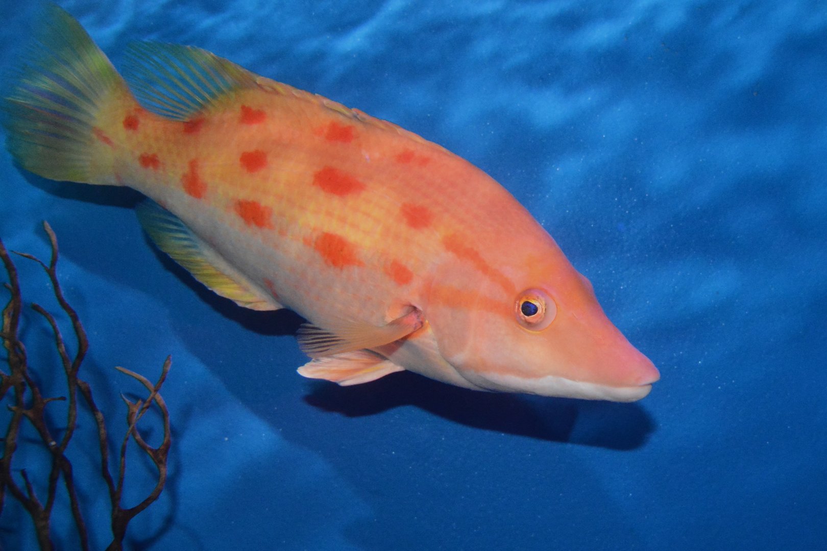 Banded pigfish (Bodianus oxycephalus)