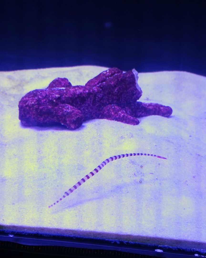 Banded Pipefish (6/21/25)