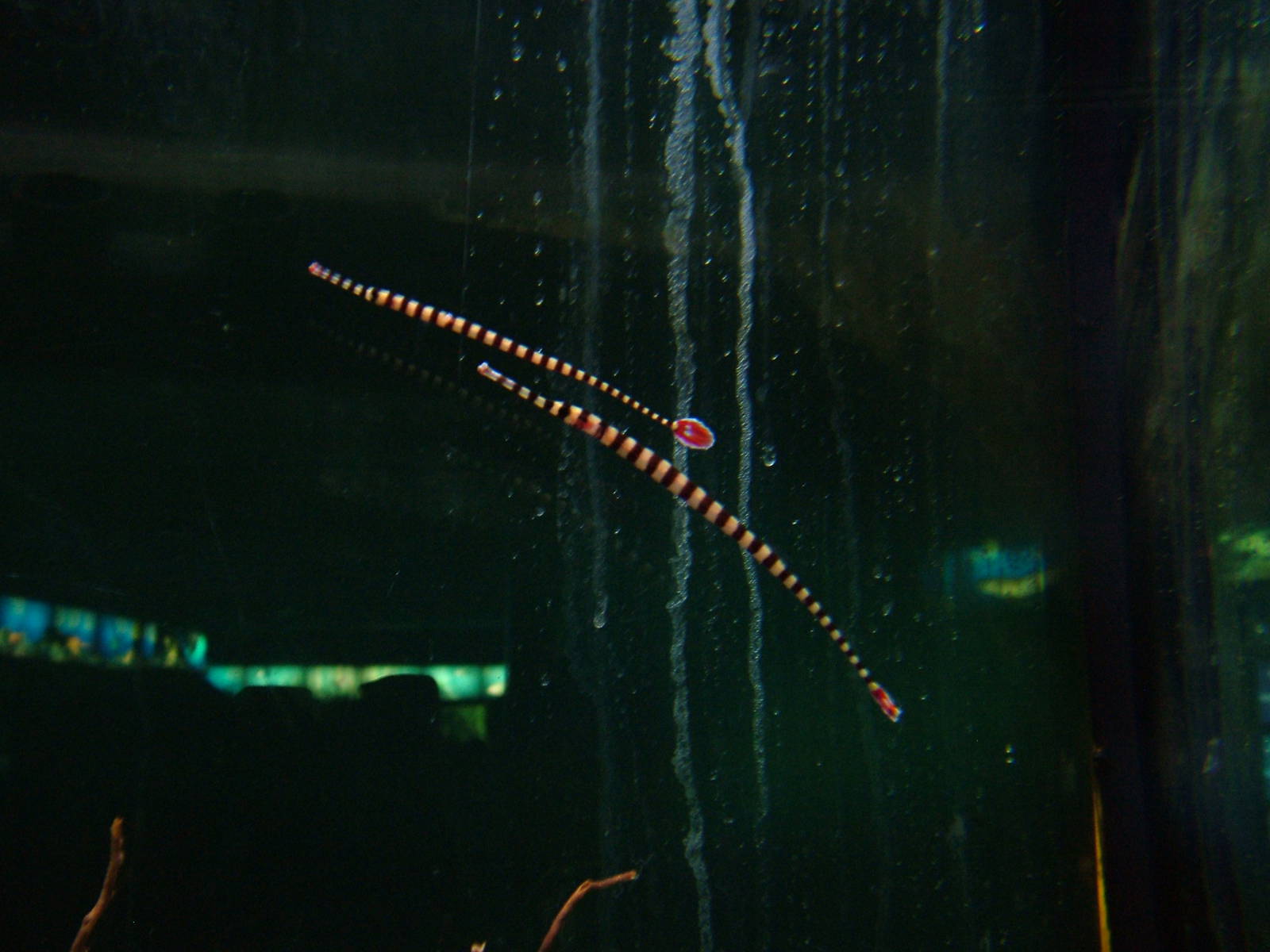 Banded Pipefish at Barcelona Aquarium, 31/05/11