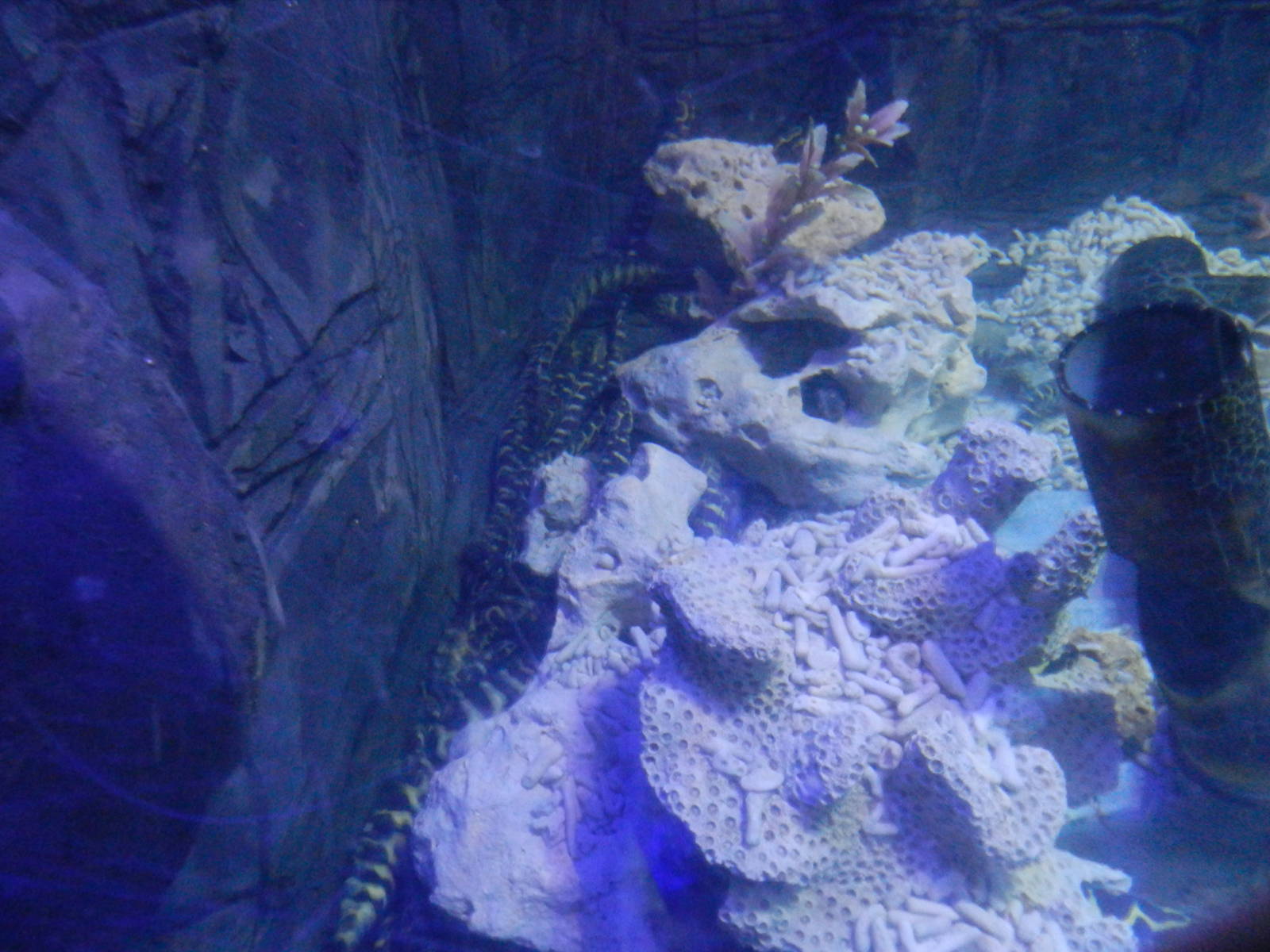 Banded Pipefish (?) at SEA LIFE Scarborough - 26/08/2012