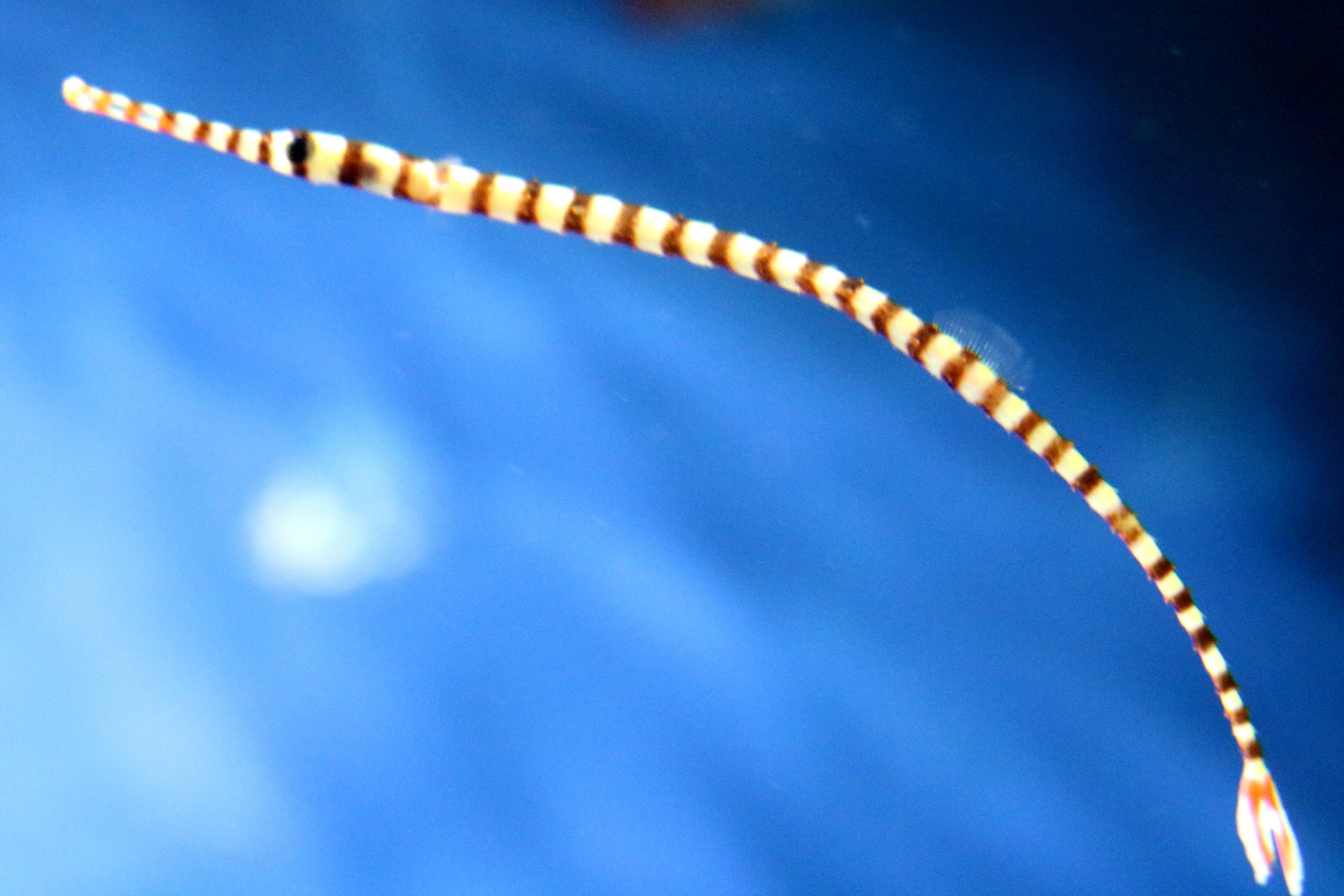 Banded pipefish; Birdworld; 10th October 2019