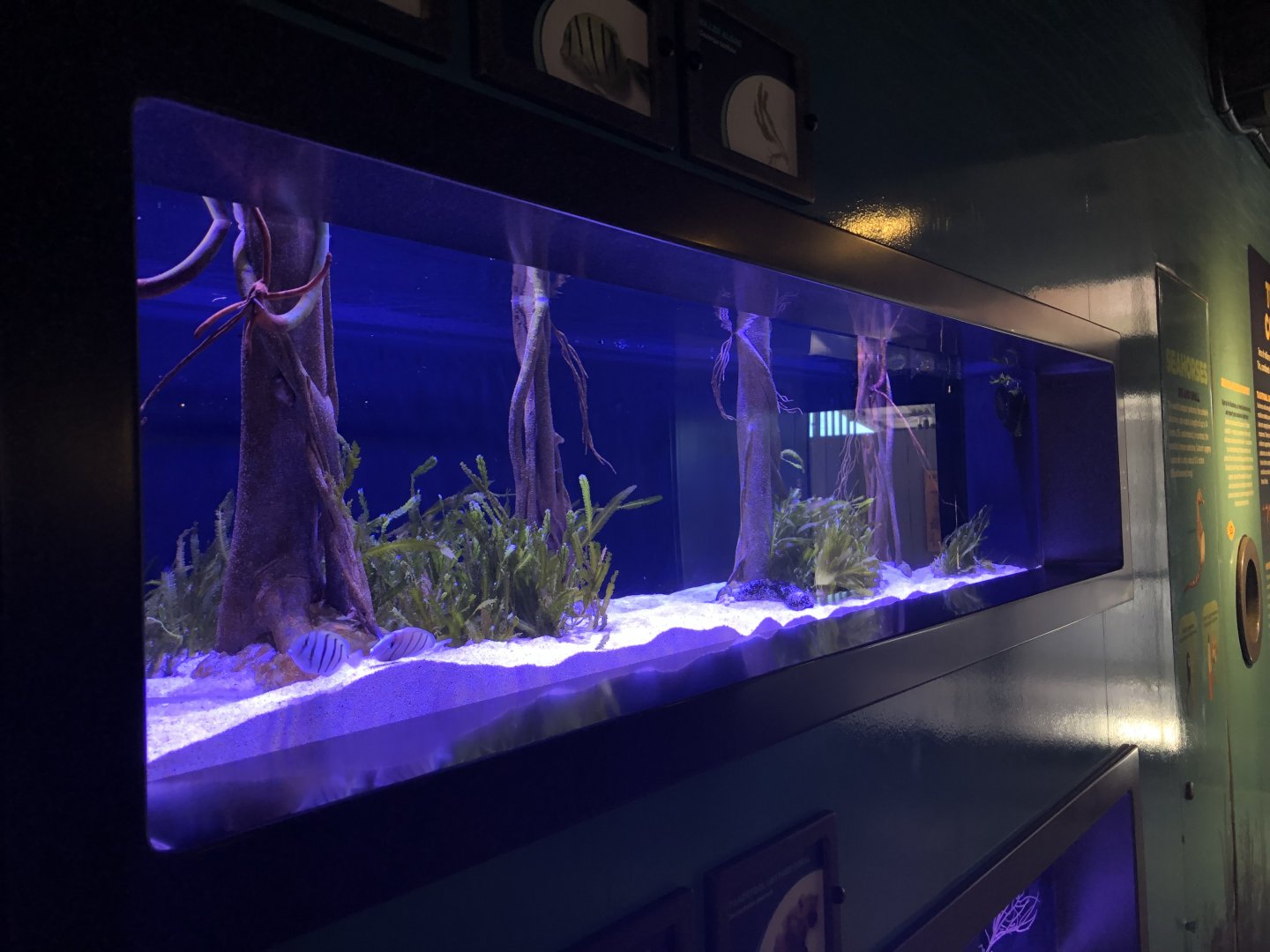 Banded pipefish/Convict tang tank