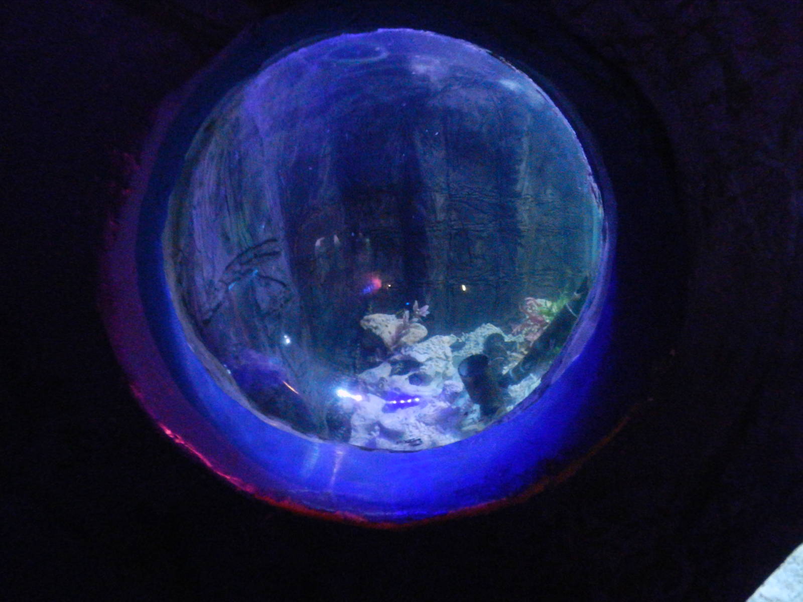 Banded Pipefish (?) Display at SEA LIFE Scarborough - 26/08/2012