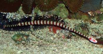 Banded Pipefish (Doryrhamphus dactyliophorus)