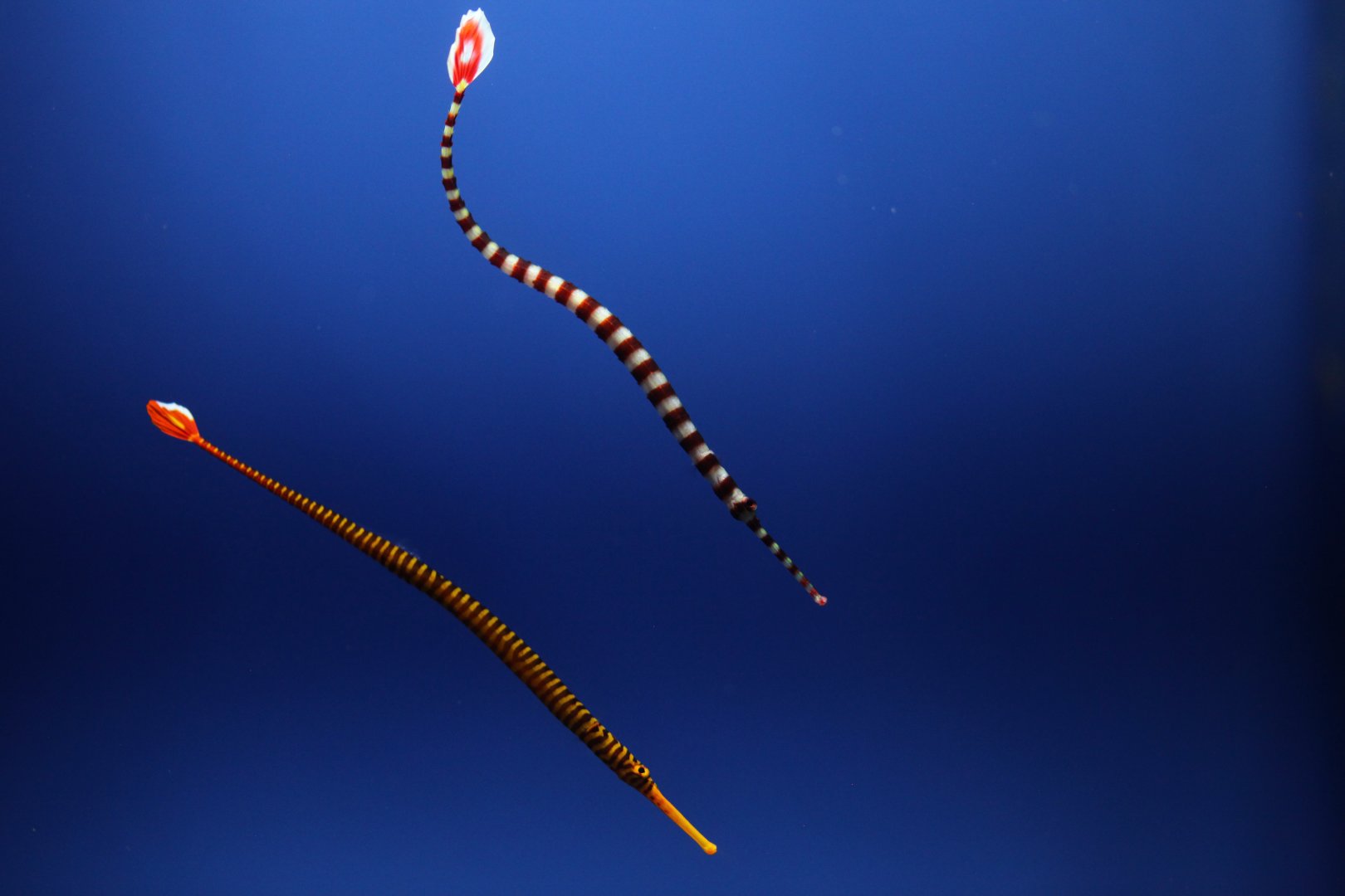 Banded pipefish (Dunckerocampus dactyliophorus) on top, Yellow-banded pipefish (D. pessuliferus) below