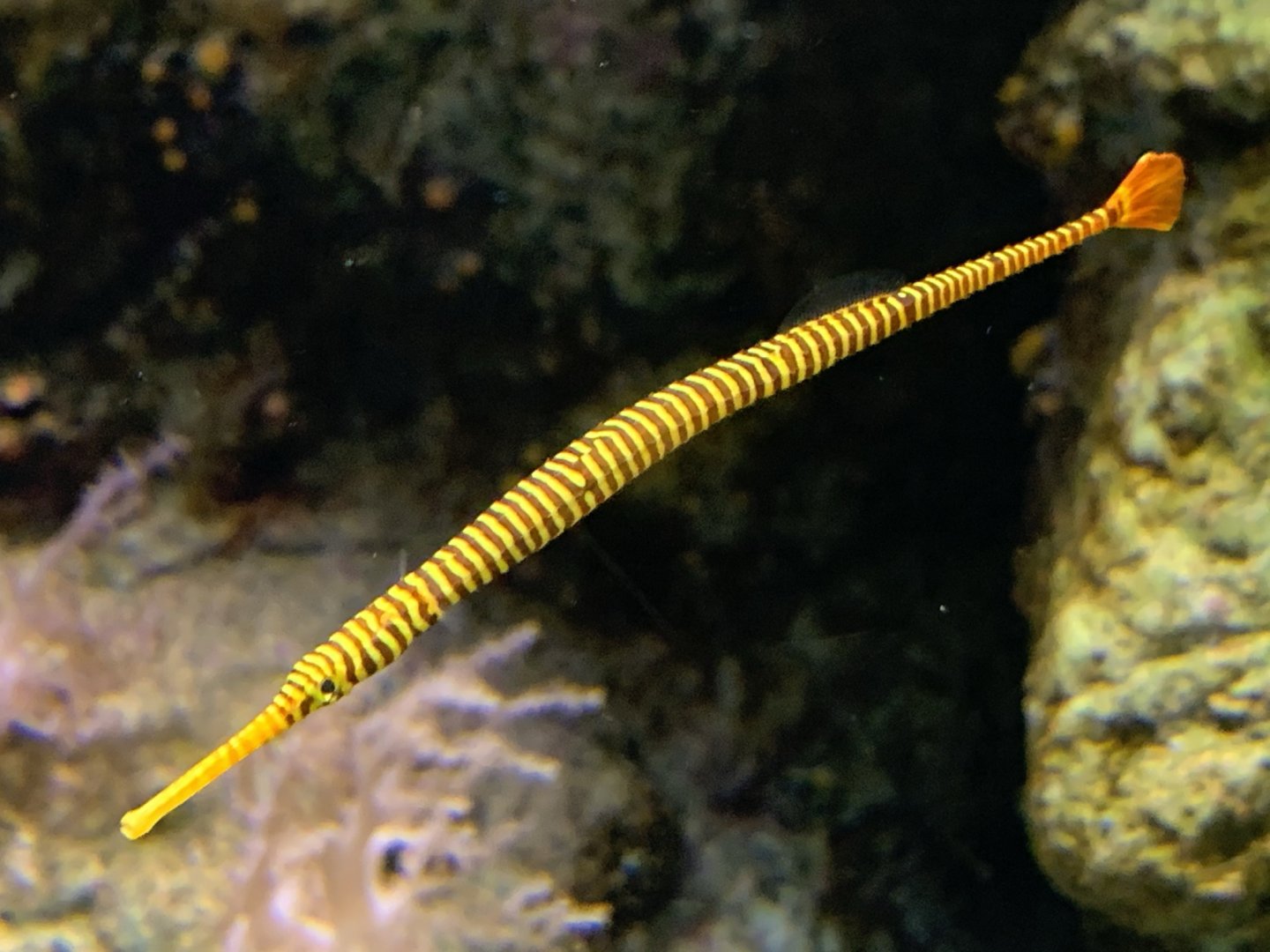 Banded Pipefish (Dunckerocampus dactyliophorus)