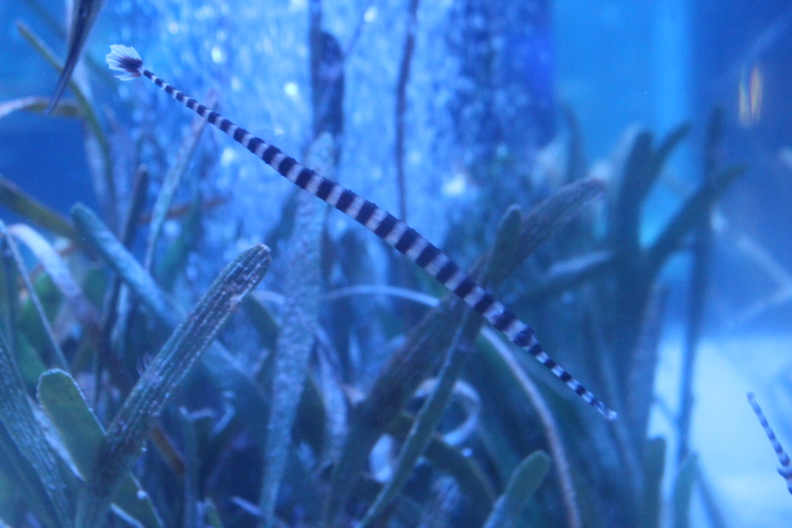 Banded pipefish (Dunckerocampus dactyliophorus)