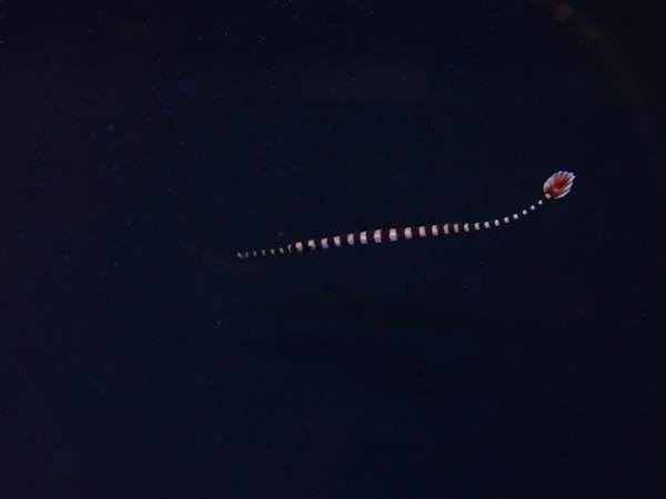 Banded pipefish (Dunckerocampus dactyliophorus)