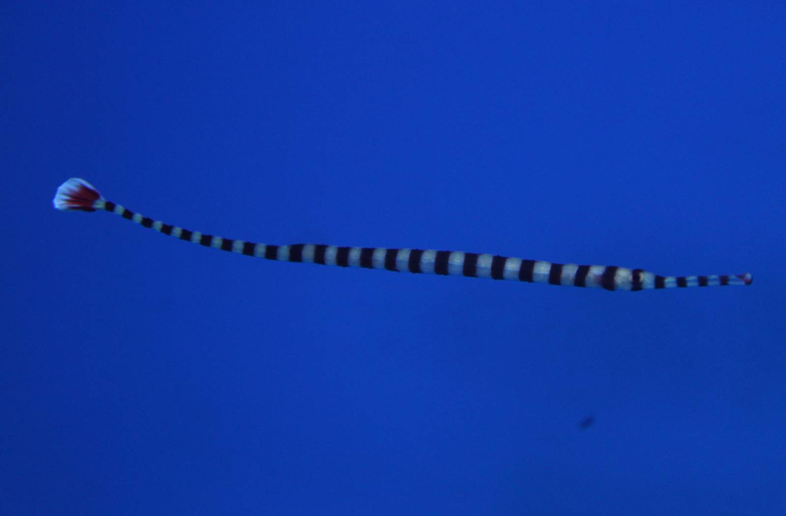 Banded pipefish
