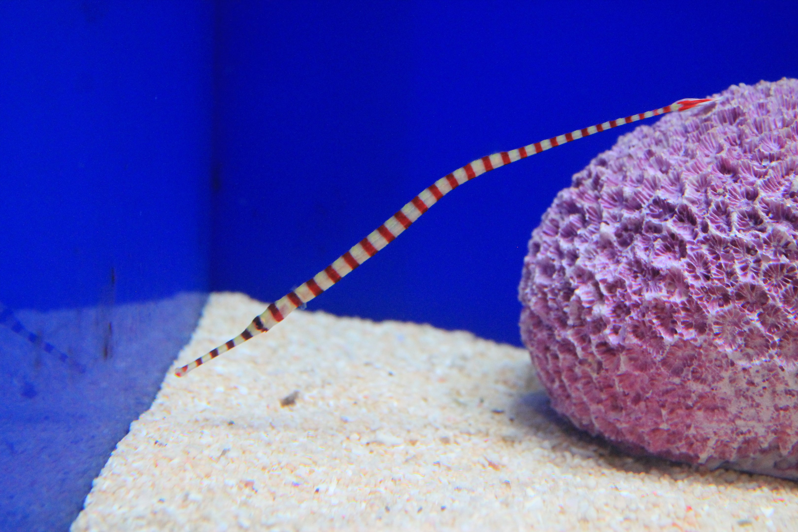 Banded Pipefish