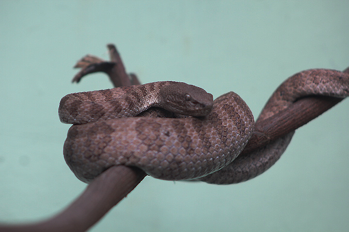 Banded pit viper (Trimeresurus fasciatus) - PCBA
