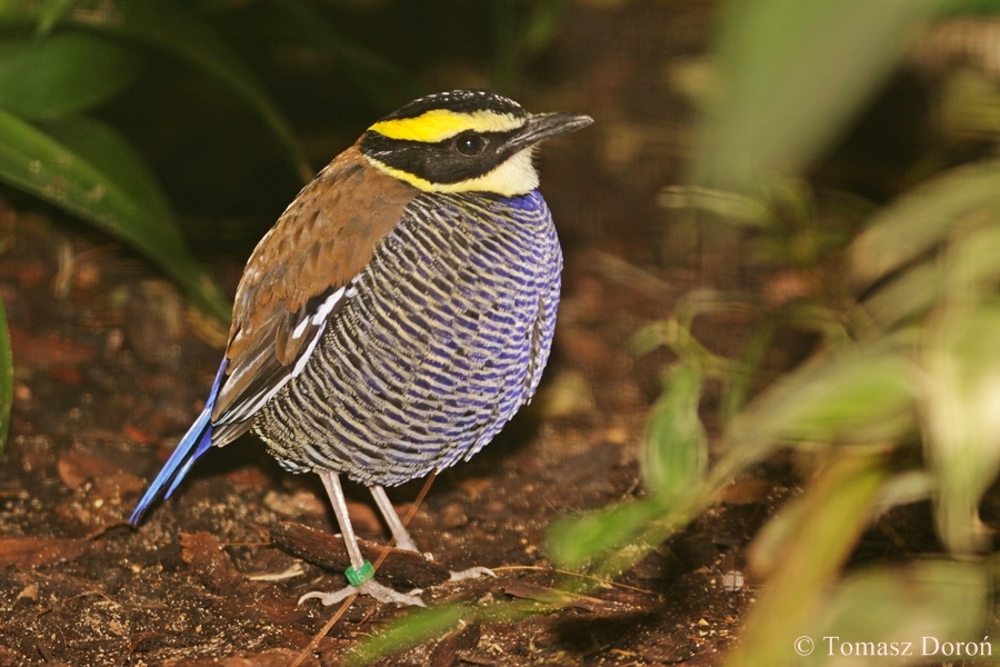 Banded Pitta, Pitta guajana