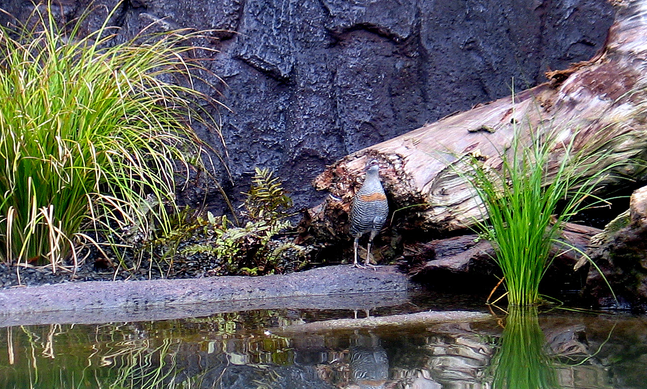 Banded Rail at Auckland Zoo