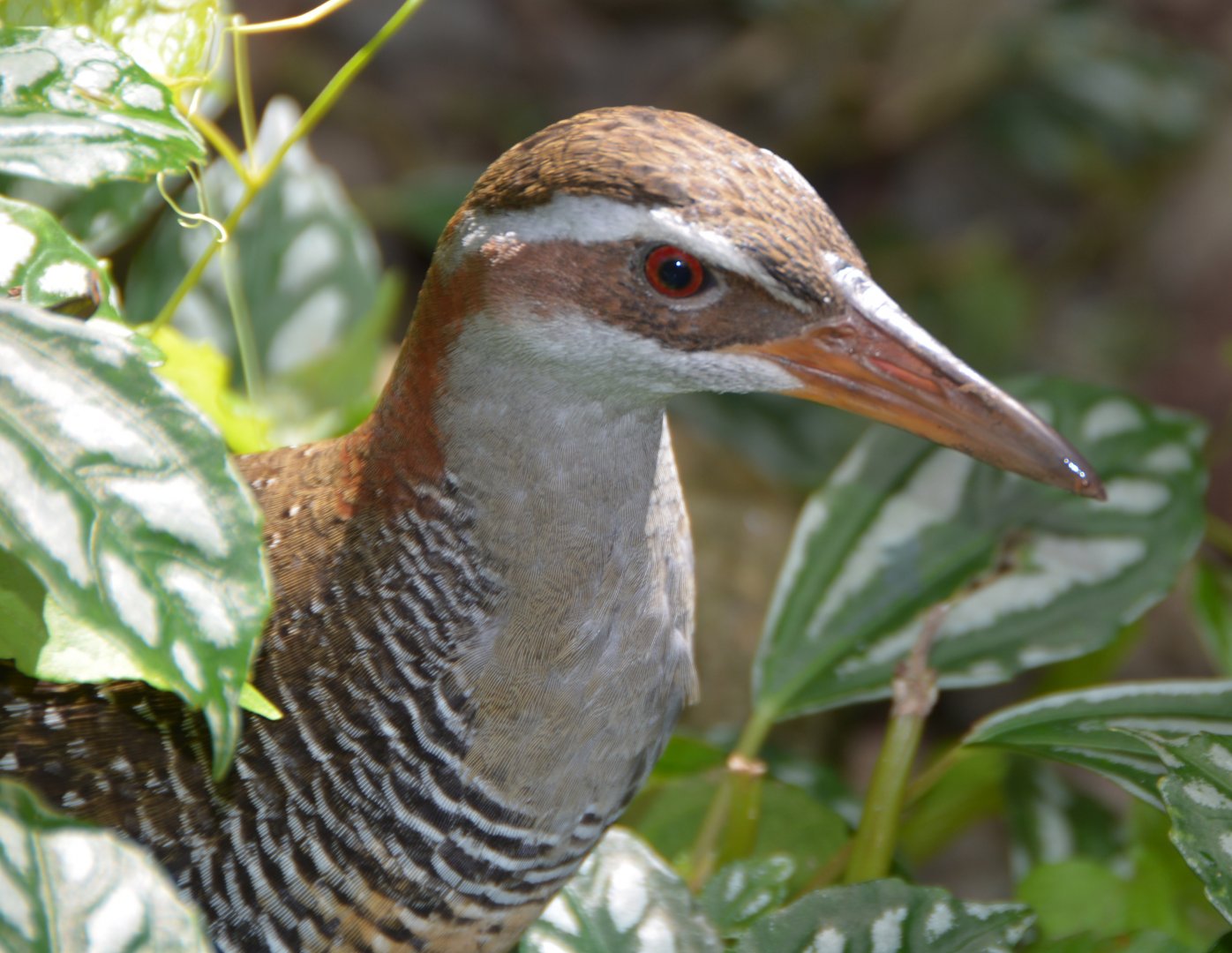 Banded rail.   Fiji