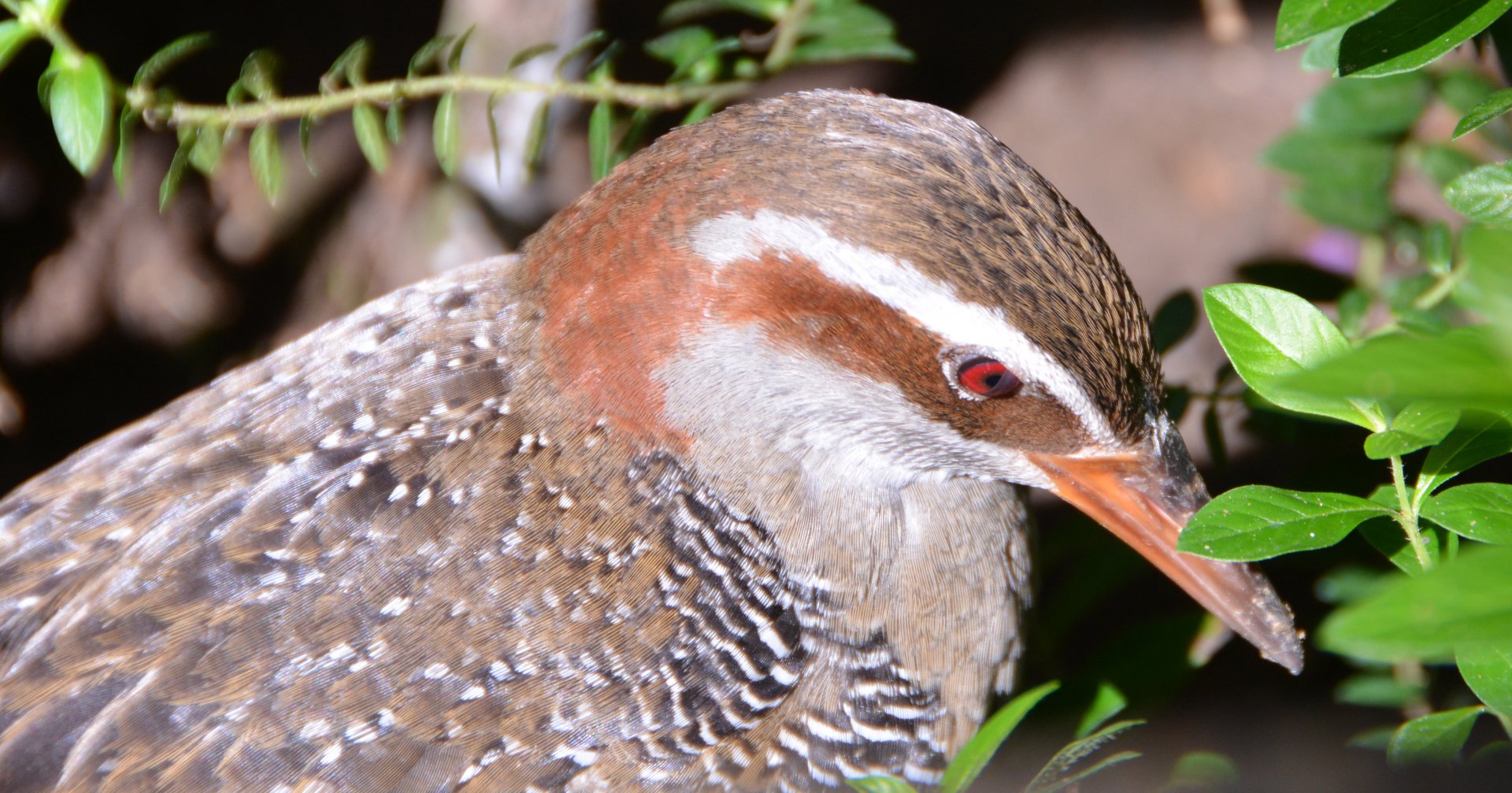 Banded rail.   Fiji