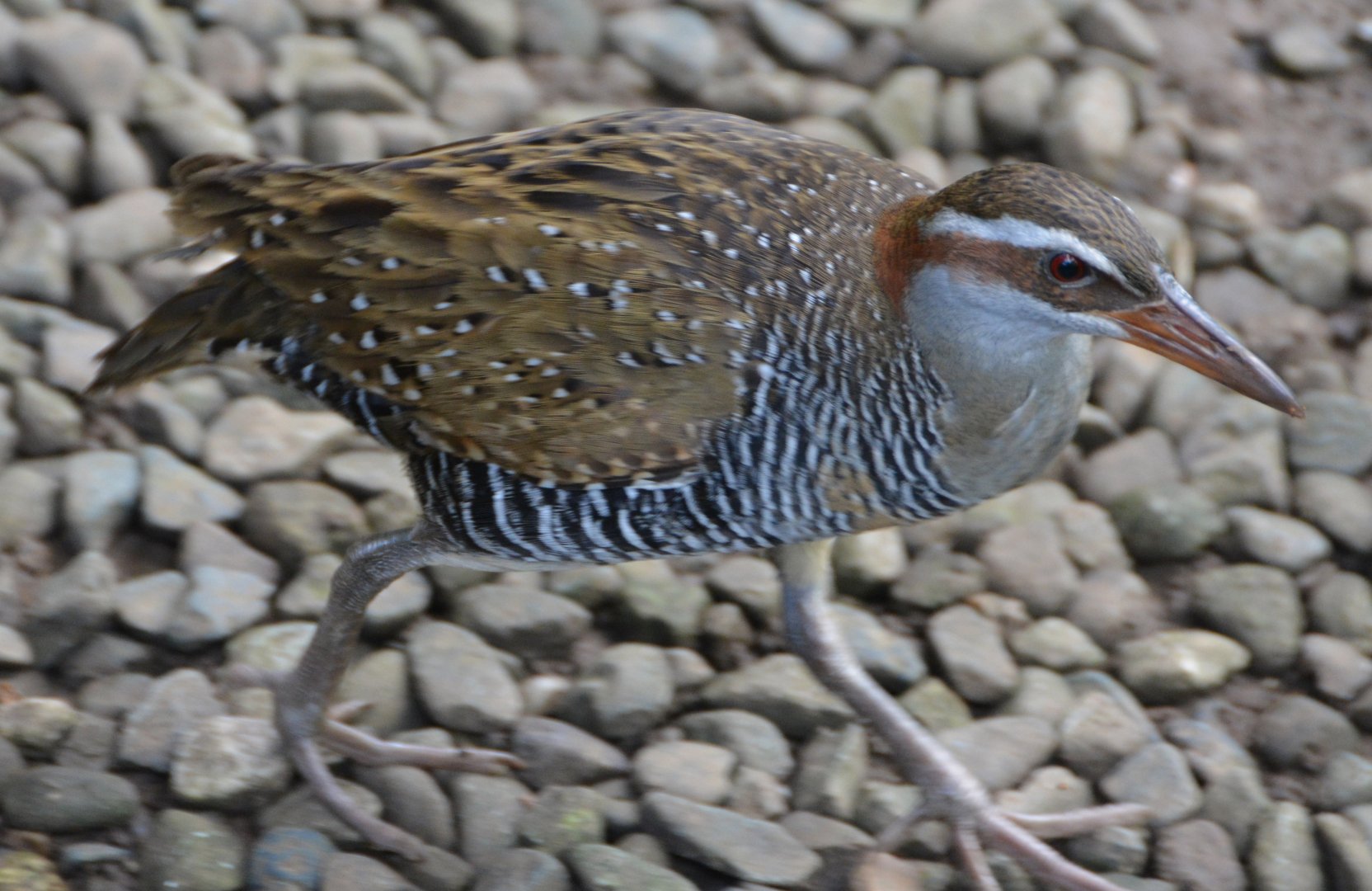 Banded rail.   Fiji