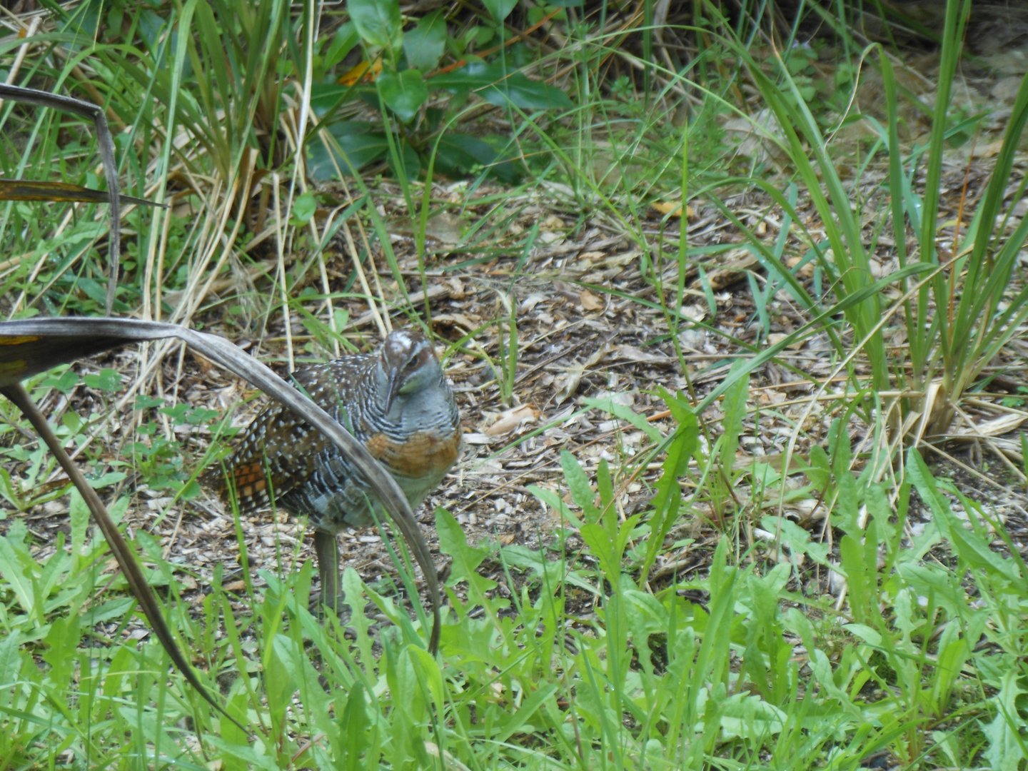 Banded Rail (Gallirallus philippensis assimilis)