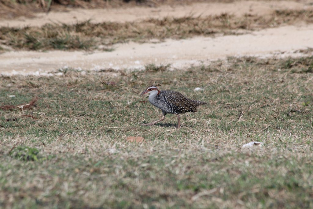 Banded Rail (Gallirallus philippensis)