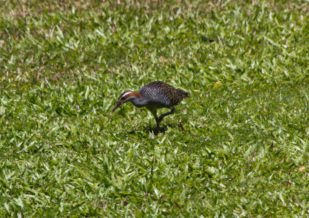 Banded Rail (Gallirallus philippensis)
